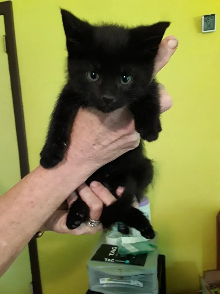 A baby small-sized female Domestic Short Hair cat named Danielle for adoption in Brainardsville, NY
