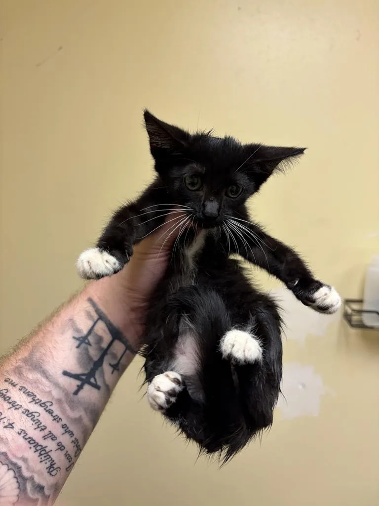 A baby medium-sized female Domestic Short Hair cat named Cookout Tray ✅ for adoption in Florence, SC