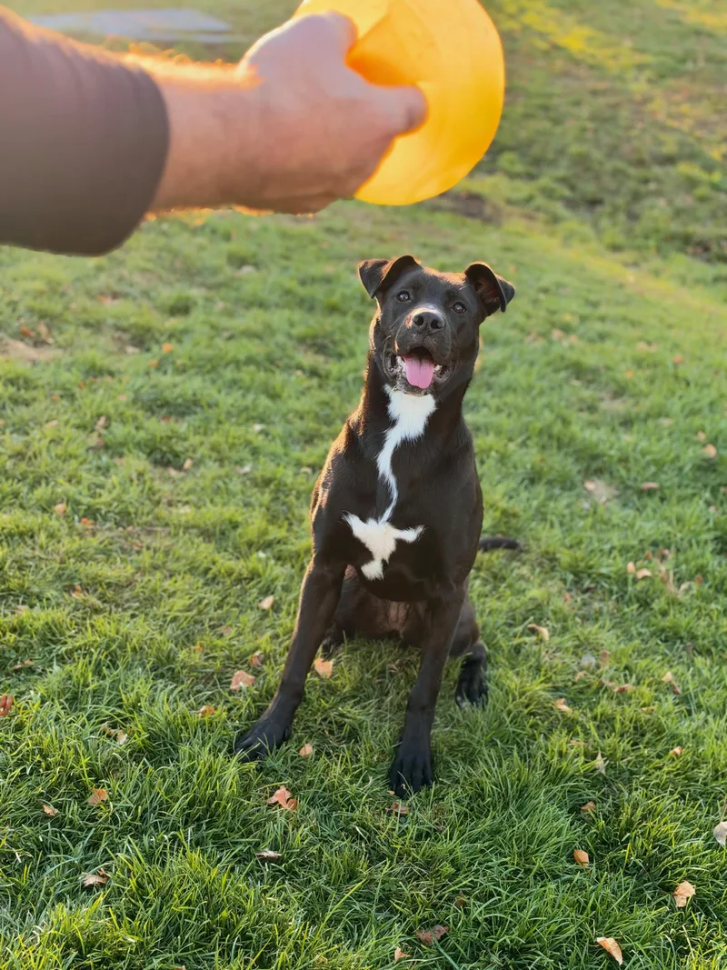 A young large-sized female Black American Staffordshire Terrier dog named Auggie for adoption in Kennebunk , ME