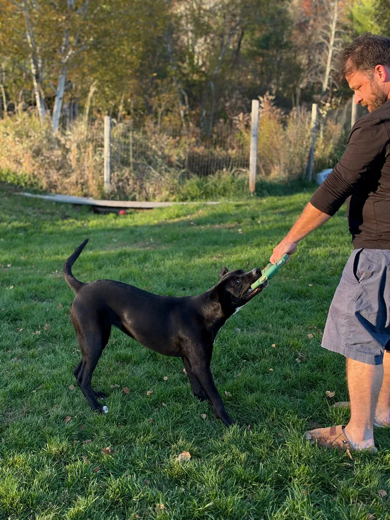 Auggie thumbnail 3