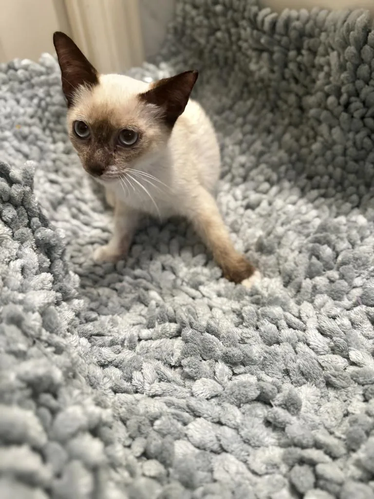 A baby medium-sized female Domestic Short Hair cat named Circe for adoption in San Antonio, TX