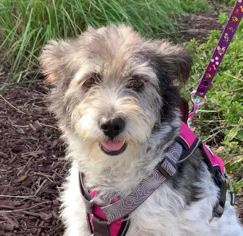 An adult medium-sized female Tricolor (Brown, Black, & White) Terrier dog named Abby for adoption in Mission Viejo, CA