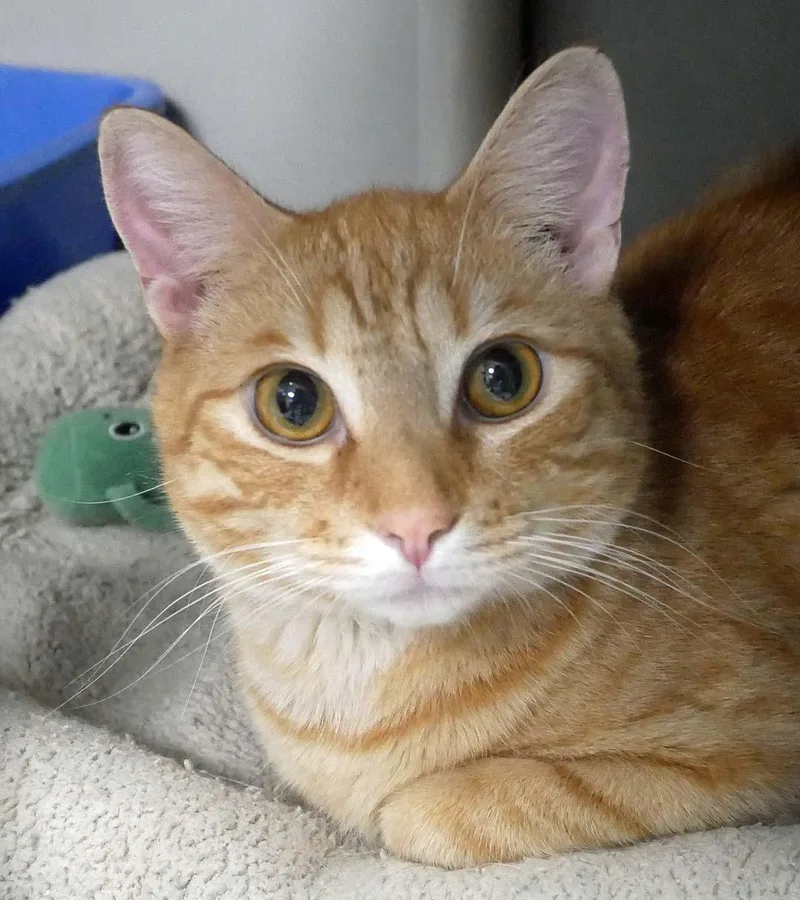 A young small-sized male Orange / Red Domestic Short Hair cat named Cheeze it for adoption in Bloomingdale, NJ