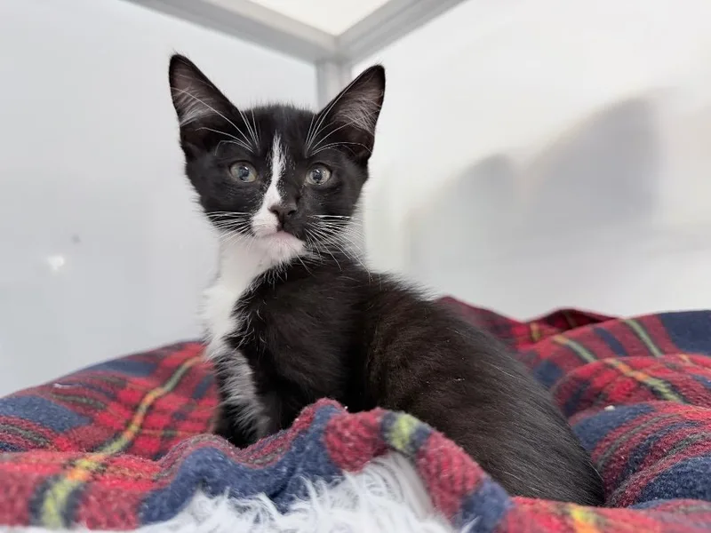 A baby medium-sized male Domestic Short Hair cat named Monty for adoption in Raleigh, NC