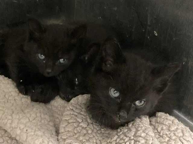 A baby small-sized male Domestic Short Hair cat named Milky Way for adoption in Tustin, CA