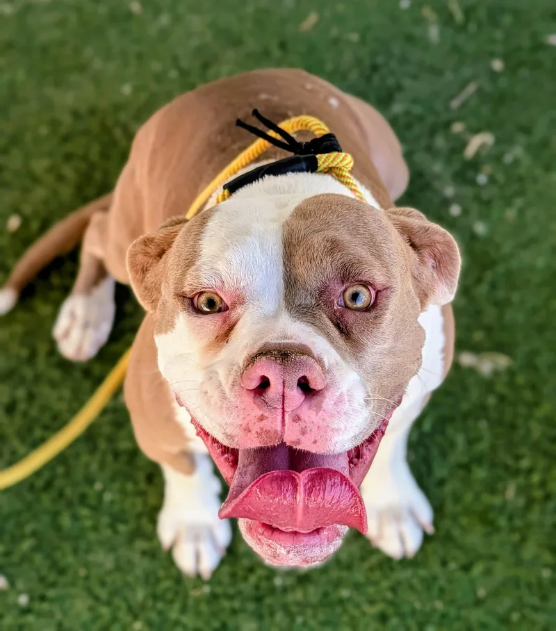 An adult medium-sized female Bulldog dog named Kc for adoption in Ridgecrest, CA