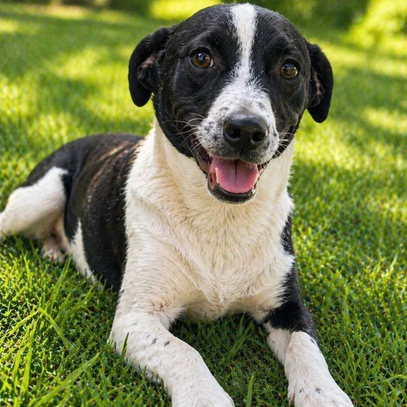 A young small-sized male Black Mixed Breed dog named Everett for adoption in Cranston, RI