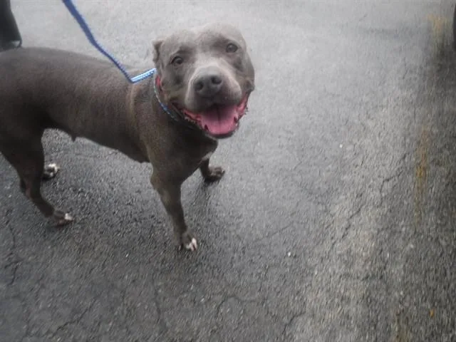 An adult medium-sized female Terrier dog named Daisy for adoption in Miami, FL