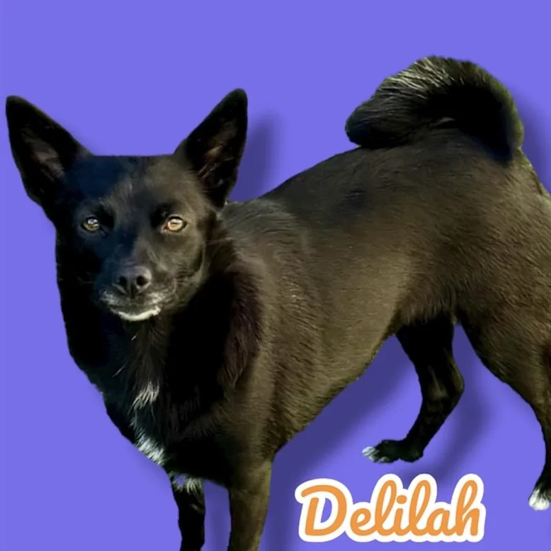 Delilah thumbnail 2