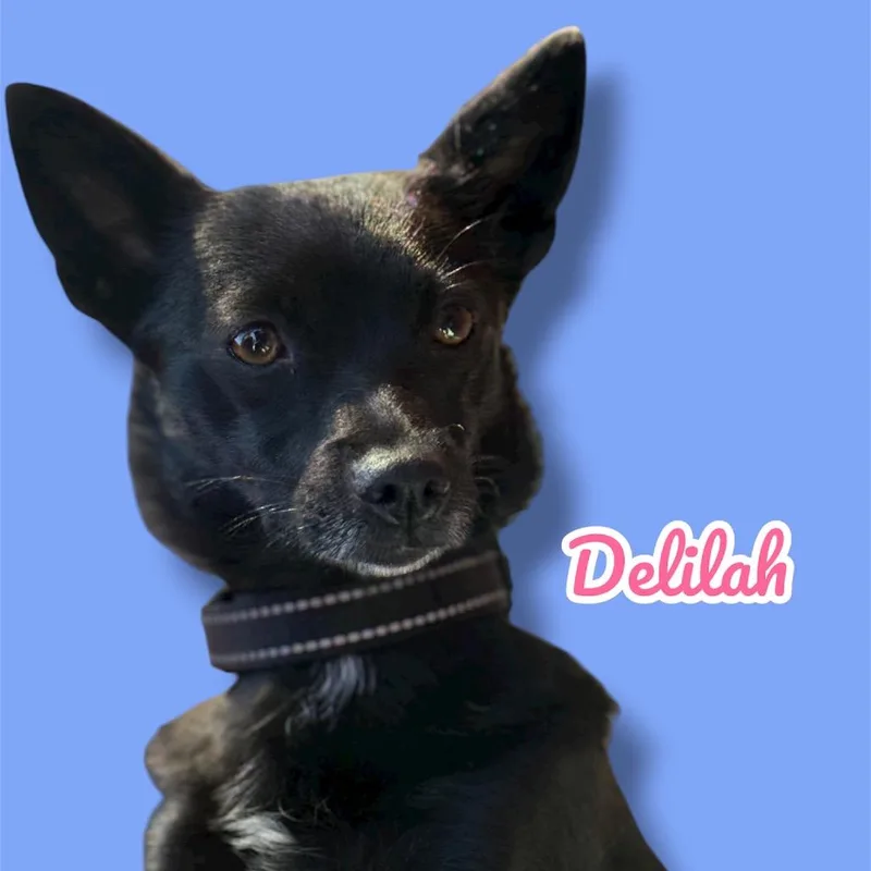 Delilah thumbnail 4
