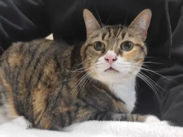 A senior medium-sized female Domestic Short Hair cat named Mazzie for adoption in Oceanside, CA
