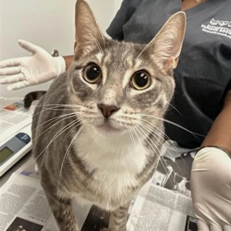 A young extra large-sized male Brown / Chocolate Domestic Short Hair cat named Arda for adoption in Jacksonville, FL
