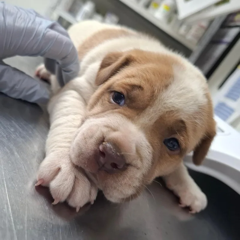 A baby medium-sized female White / Cream English Bulldog dog named Rasputia for adoption in Parrish, AL