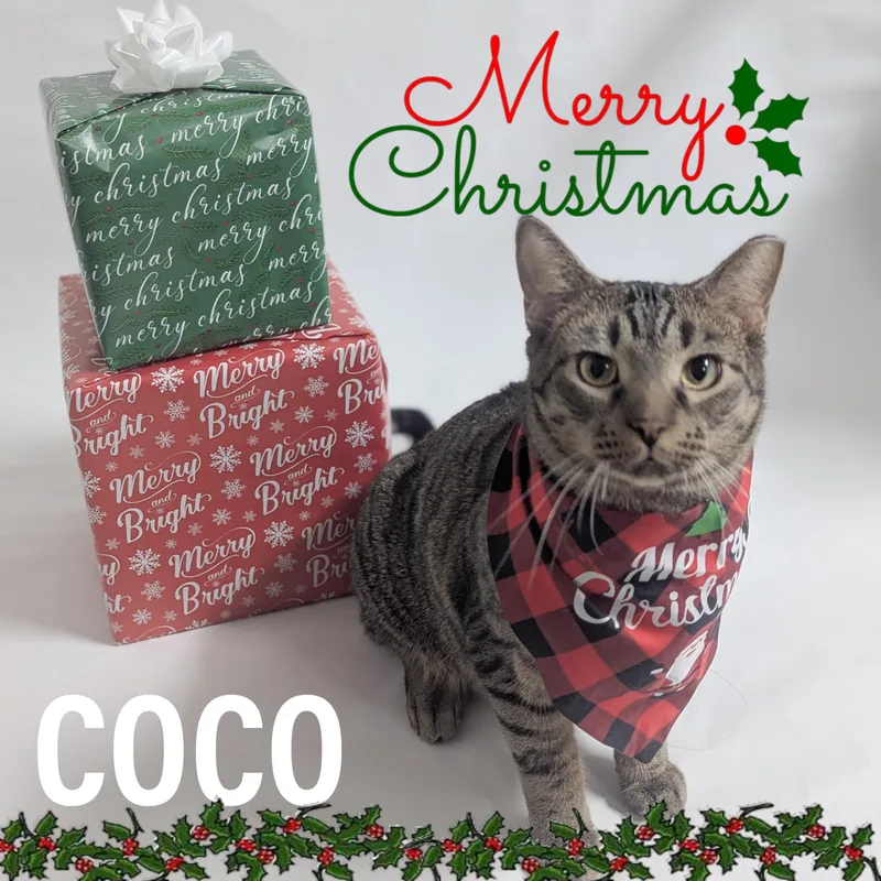 Coco thumbnail 2