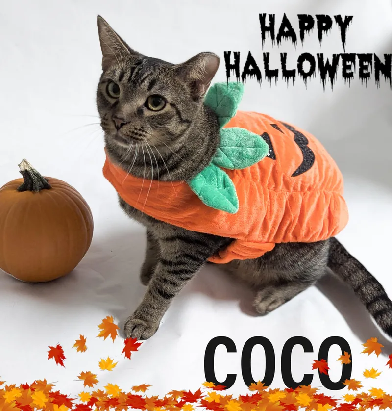 Coco thumbnail 3