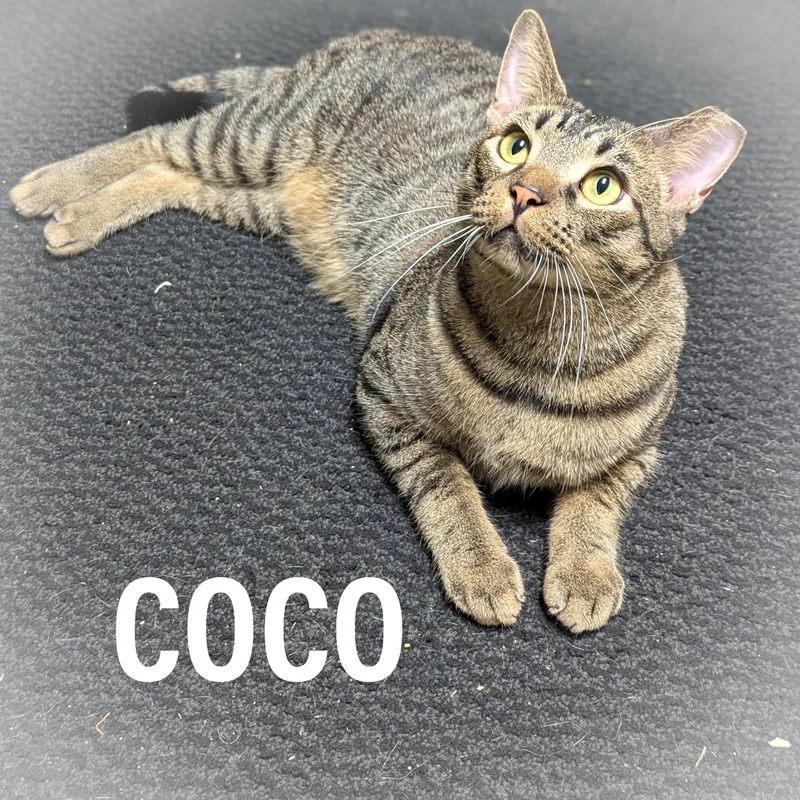 Coco thumbnail 4