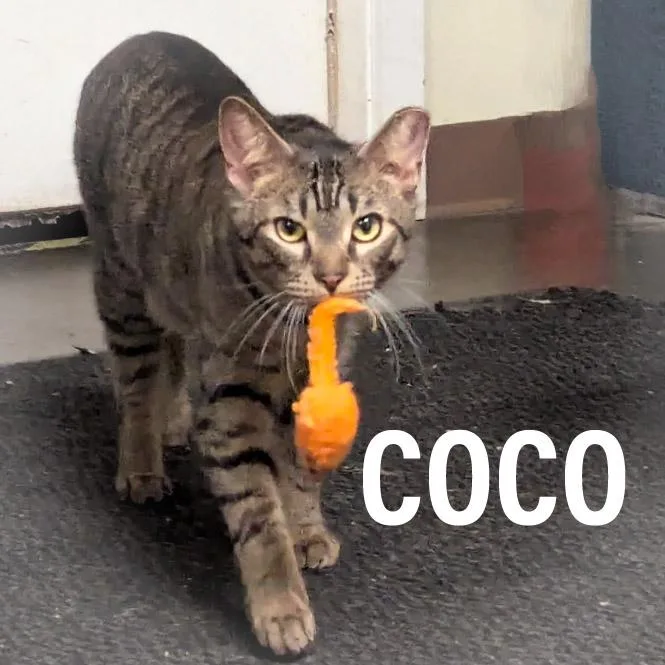 Coco