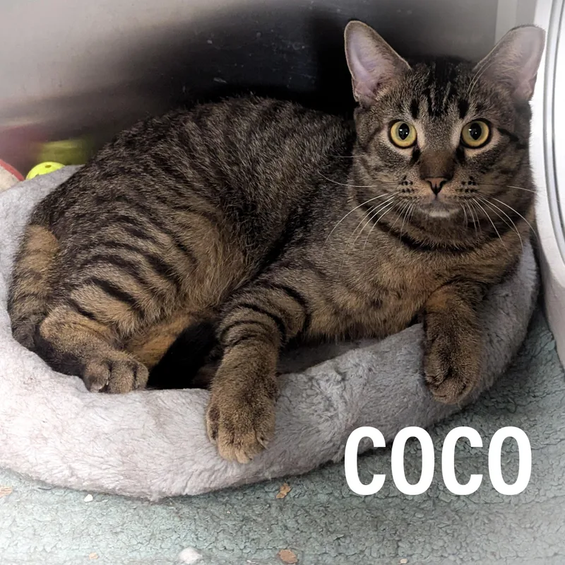 Coco thumbnail 6