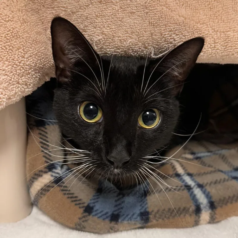 An adult large-sized female Domestic Short Hair cat named Luna Roots for adoption in Springfield, MA