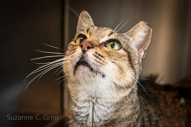 An adult small-sized female Domestic Short Hair cat named Sheba for adoption in New Orleans, LA