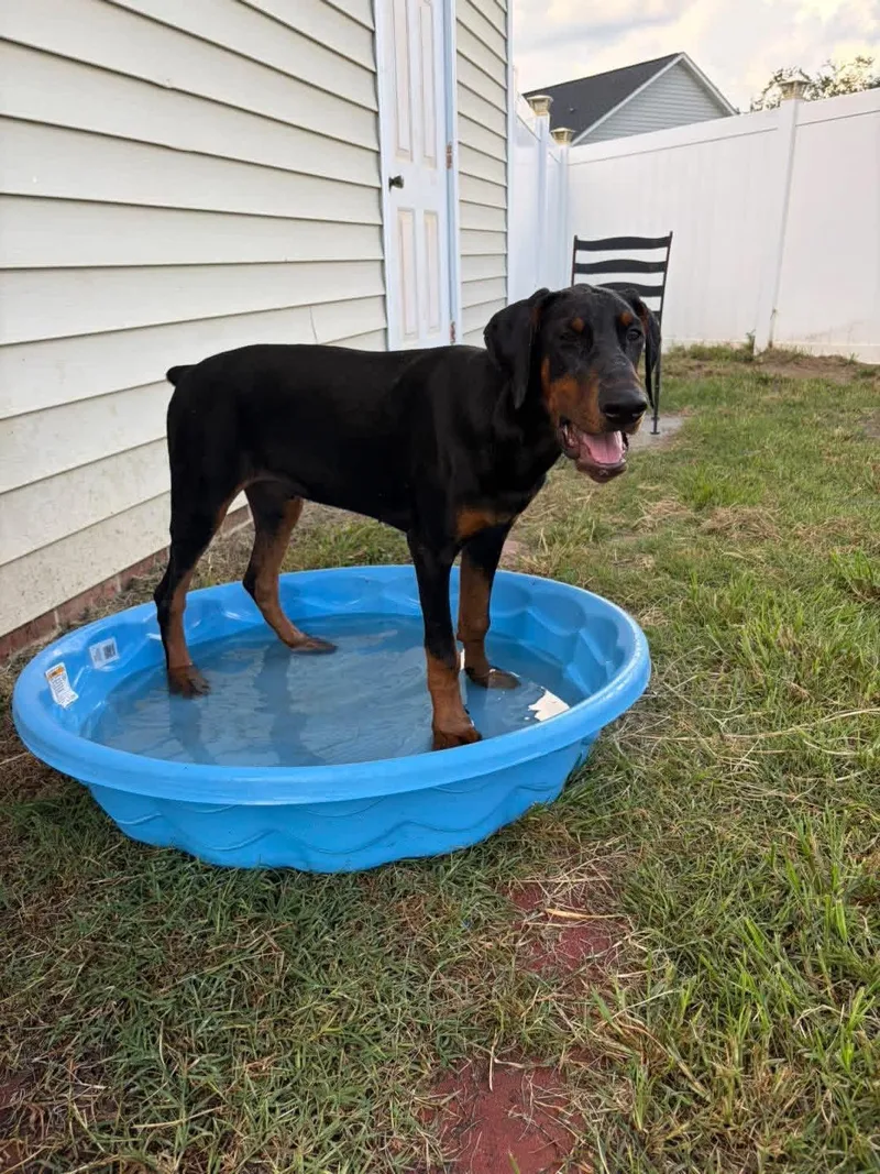 A young medium-sized male Doberman Pinscher dog named Maverick for adoption in Ayden, NC