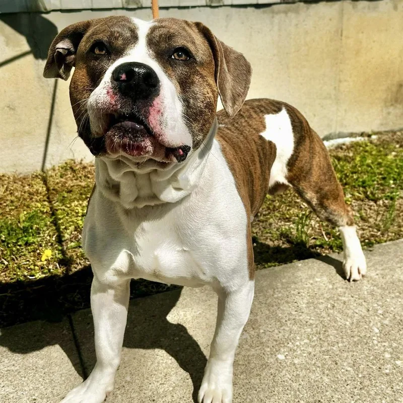 An adult large-sized male White / Cream Mixed Breed dog named Lynyrd for adoption in Warrensburg, MO