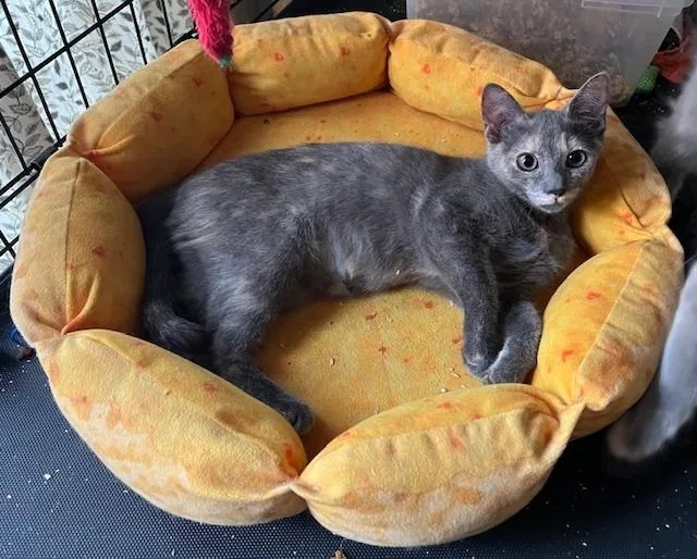 A baby small-sized female Domestic Short Hair cat named Bear for adoption in Stafford, VA