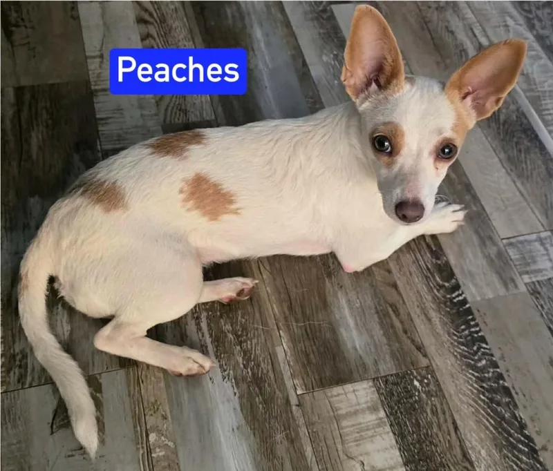 An adult small-sized female Chihuahua dog named Peaches for adoption in Warrenton, MO