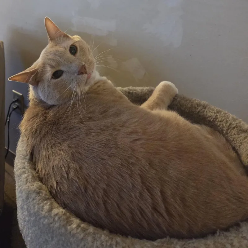A senior small-sized male Buff / Tan / Fawn Domestic Medium Hair cat named Tiger for adoption in Rochester, MN