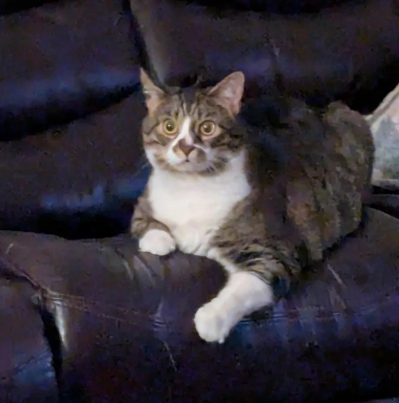 An adult large-sized female Tabby (Brown / Chocolate) Domestic Short Hair cat named Sophia Grace for adoption in Canal Winchester, OH