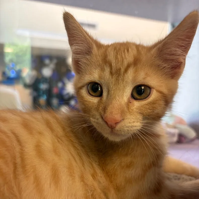 A baby small-sized male Torbie Domestic Short Hair cat named Shade for adoption in Red House, WV