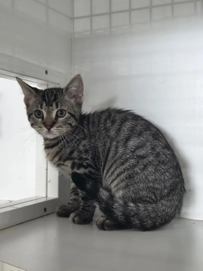A baby small-sized male Domestic Short Hair cat named Forrest for adoption in Hyde Park, NY