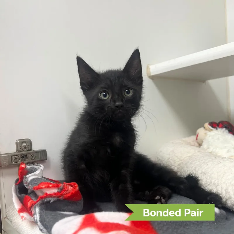 A young medium-sized male Black Domestic Short Hair cat named Owen for adoption in Reisterstown, MD