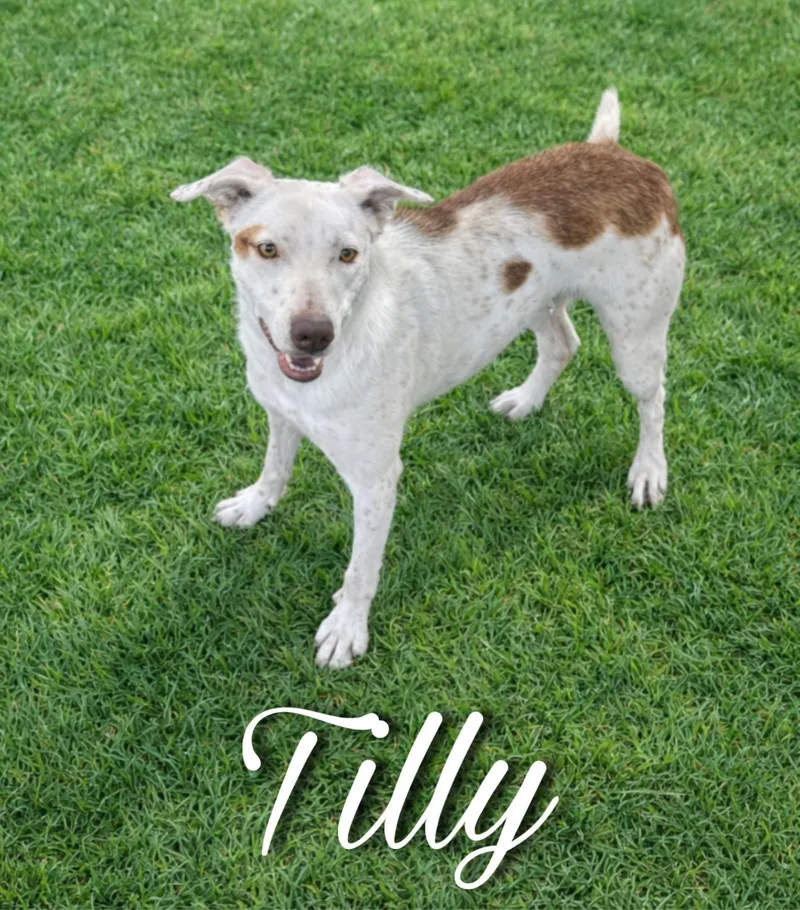 A young medium-sized female White / Cream Terrier dog named Tilly for adoption in Sherman, TX