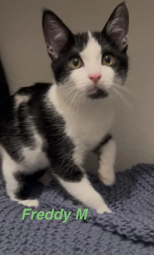 A baby small-sized male Black & White / Tuxedo Domestic Short Hair cat named Freddy for adoption in Fern Park, FL