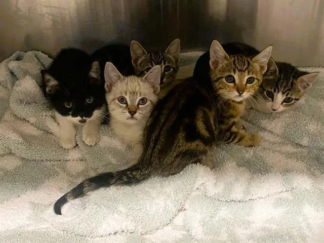A baby small-sized female Domestic Short Hair cat named Misty for adoption in Tustin, CA