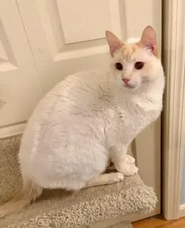 An adult medium-sized male Flame Point Siamese cat named Nico for adoption in Wayland, MA