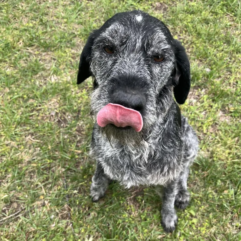 An adult medium-sized female Black Wirehaired Pointing Griffon dog named Maggie for adoption in Manhattan, KS