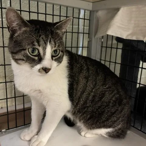 An adult medium-sized male Brown / Chocolate Domestic Short Hair cat named Marathon for adoption in Braintree, MA