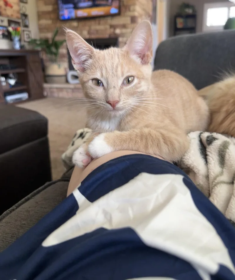 A young medium-sized male Orange & White Domestic Short Hair cat named Cider for adoption in Riverside, CA