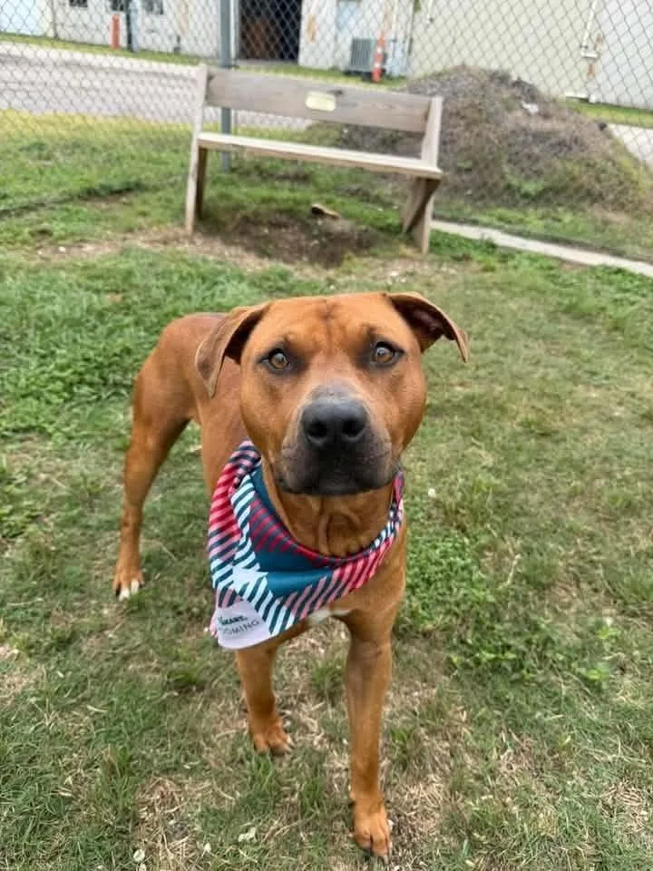 An adult large-sized male Pit Bull Terrier dog named Jett A 💜 for adoption in Silsbee, TX