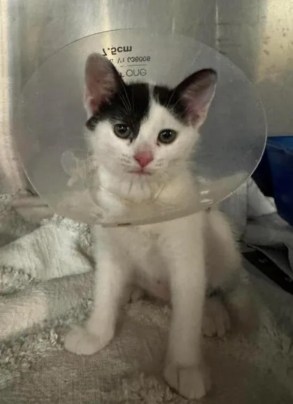 A baby small-sized female Black & White / Tuxedo Domestic Short Hair cat named Zoey for adoption in Annapolis, MD
