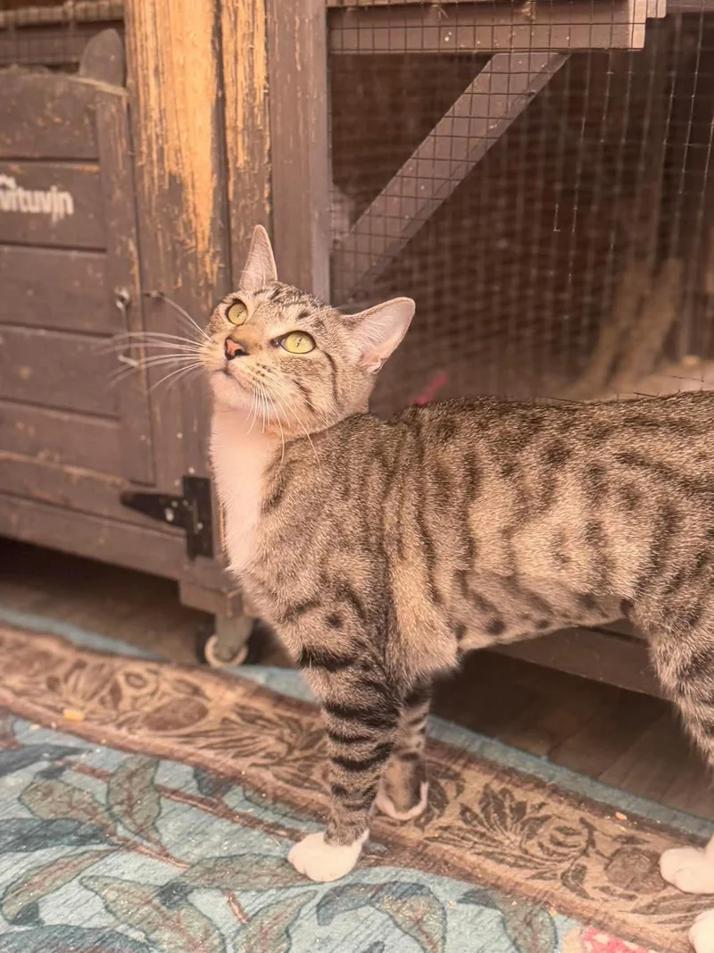 A baby medium-sized female Tabby (Gray / Blue / Silver) Domestic Short Hair cat named Emma for adoption in Houston, TX
