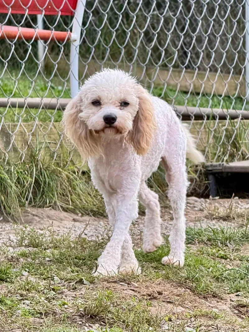 A young small-sized female Cavachon dog named Wilma for adoption in New Stanton, PA