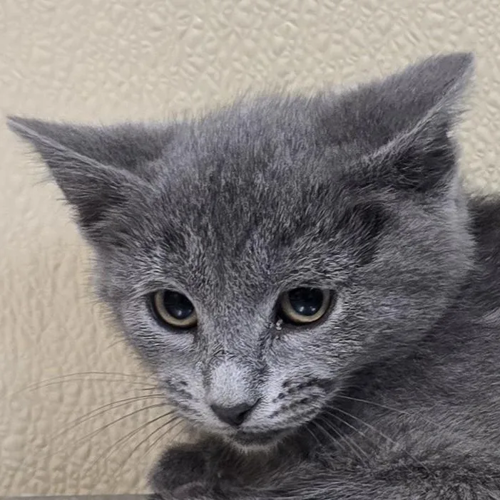 A baby medium-sized female Domestic Short Hair cat named Pisica for adoption in Brainerd, MN