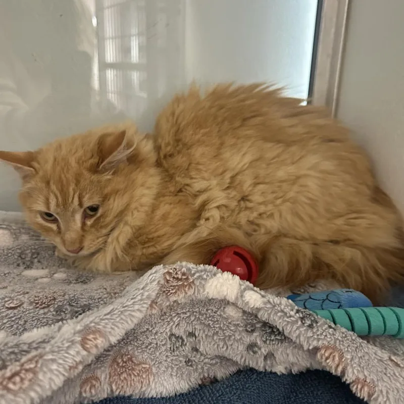 A young medium-sized male Orange / Red Domestic Long Hair cat named Lowe's for adoption in Binghamton, NY