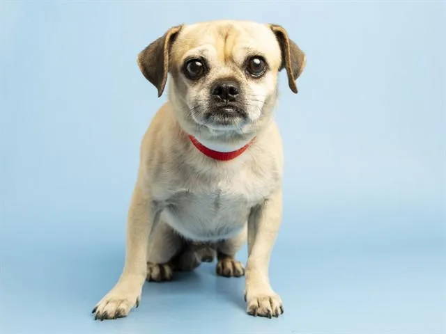 An adult small-sized male Pug dog named Haaland for adoption in Phoenix, AZ