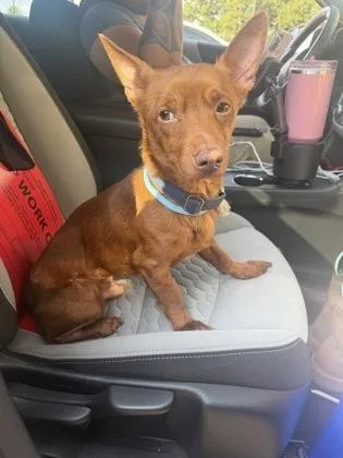An adult small-sized male Mixed Breed dog named Bjorn for adoption in Chamblee, GA