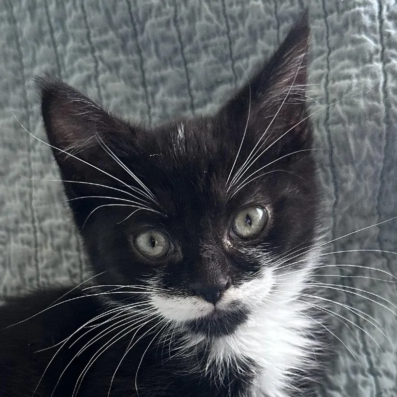 A baby small-sized male Domestic Short Hair cat named Brick for adoption in Cumming, GA