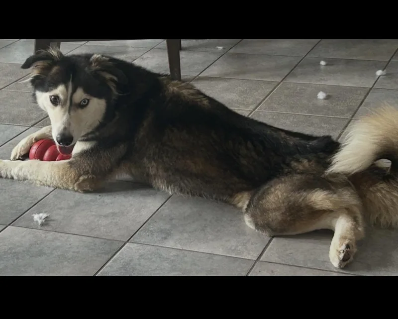 A young medium-sized female Husky dog named Selene for adoption in Pflugerville, TX